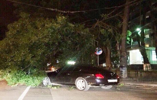 Шикарный Bentley пал жертвой могучего дерева, упавшего на авто на проспекте Шолохова